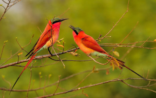 Red birds branch leaves forest - tree and bushes free wallpaper