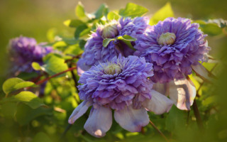 Purple hydrangea wisteria bokeh outdoors - a bush free wallpaper