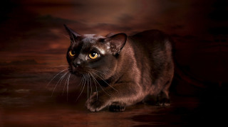 Cat large yellow eyes dark - carlos catasse free wallpaper for desktop