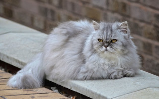 Fluffy cat ledge brick wall 2 - a ledge next free wallpaper