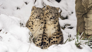Snow leopards in snow facing - the snow together free wallpaper