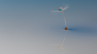 Dandelion blue center reflection minimalism - a reflective surface free wallpaper