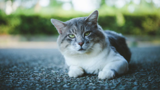 Sad cat puzzle outdoors blurry - sad free wallpaper