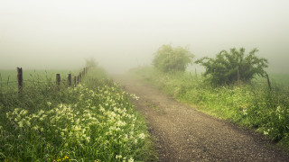 Dirt road fence flowers foggy - the foggy day free wallpaper