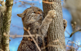 Cat climbing tree hugging hand - a persons hand free wallpaper