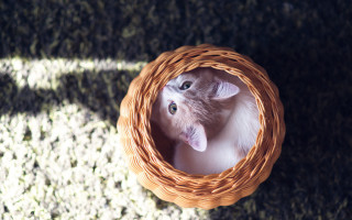 Cat basket cherry blossoms wide - a basket free wallpaper