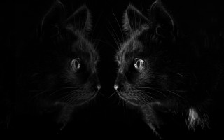 Black cats glowing eyes gothic - their ear free wallpaper