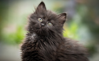 Black kitten surprised eyes up - look free wallpaper