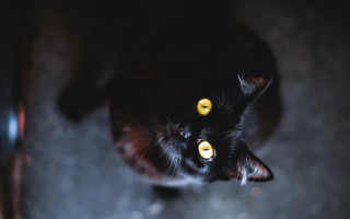 Black cat yellow eyes gothic 20 - a black cat free wallpaper