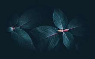 Green leaf red center glow - end free wallpaper for desktop