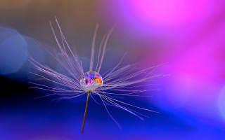Dandelion macro blue sky red - a blurry background free wallpaper