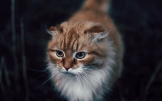 Small cat white patch brown - a small cat free wallpaper