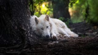 White wolf forest blue eyed - green tree free wallpaper