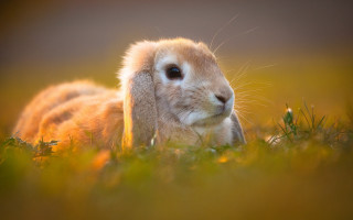 Small rabbit in grass blue - a blurry background of grass and grass free wallpaper
