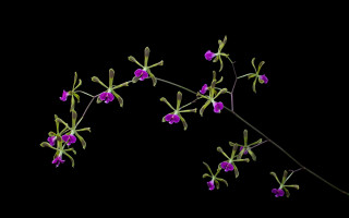 Purple flowers branch black background - a black background behind free wallpaper