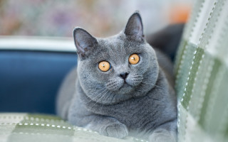 Gray cat curious yellow eyes 2 - a gray cat free wallpaper
