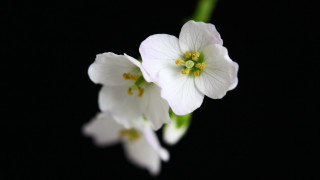 White flowers green stem macro - a white flower free wallpaper
