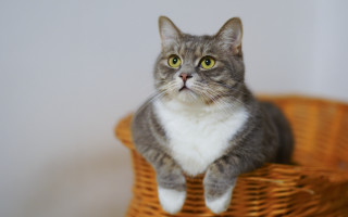 Sad black cat in basket - a basket free wallpaper
