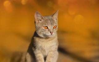 Orange cat eyes table rayonism - orange eye free wallpaper