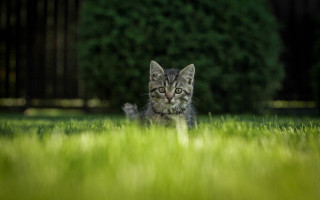 Kitten curious grass tiltshift nature - curious free wallpaper for desktop