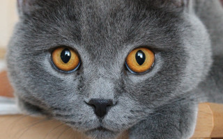 Gray cat curious eyes macro - expressionism free wallpaper