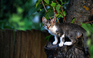 Cat stump yard fence tree - environmental free wallpaper for desktop