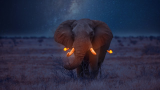 Elephant trunk up glowing eyes - an elephant free wallpaper