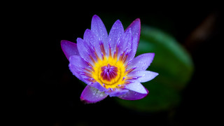 Purple flower yellow center dark 2 - yellow center free wallpaper