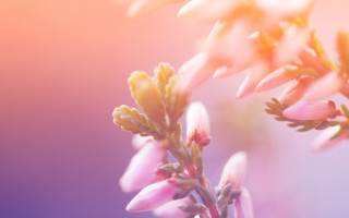 Flower tiltshift softcolors twilight sunset - soft color free wallpaper