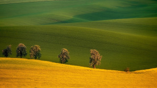Trees green field yellow grass - hill free wallpaper