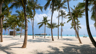 Beach palm trees pier blue - free beach wallpaper for desktop