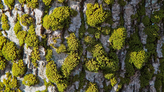 Tree moss bark lichen flower - green moss free wallpaper