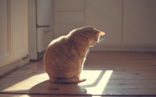 Cat wooden floor window sunlight 2 - the window free wallpaper
