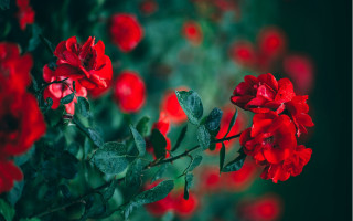 Red flower garden neo romantic - a garden free wallpaper