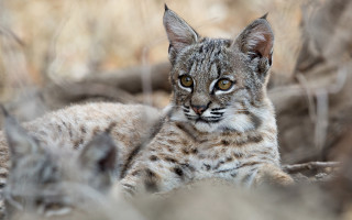 Cat grass blurry background animal - a blurry background of grass and bushes free wallpaper for desktop
