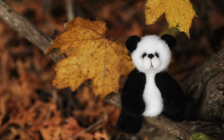Stuffed panda on branch bokeh - stuffed free wallpaper