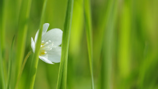 White flower daisy lily plant - a white flower free wallpaper