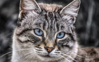 Cat blue eyes macro realistic 2 - a close up of a cat free wallpaper