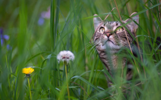 Cat sky grass dandelion nature - the grass free wallpaper