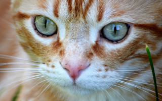 Cat green eyes brown white - symmetrical eye free wallpaper