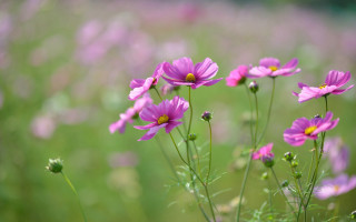 Purple flowers bokeh macro lily - yellow center free wallpaper