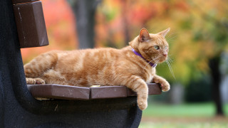 Cat bench park glamor bokeh - glamor pose free wallpaper