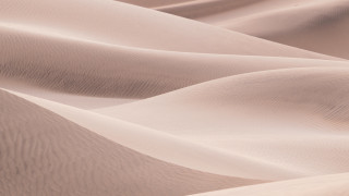 Desert sand dunes barren trees 2 - sand free wallpaper