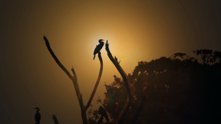 Bird branch sunset nature silhouette - bernd fasching free wallpaper