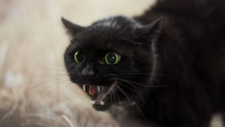 Black cat angry open mouth - tooth wide free wallpaper