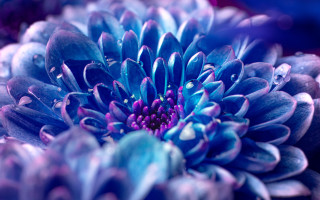 Blue flower water droplets purple - petal and petals free wallpaper