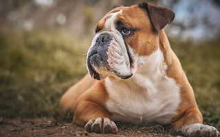 Shiba inu dog grass field - field next free wallpaper