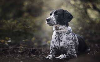 Black white dog woods backlight - dog free wallpaper