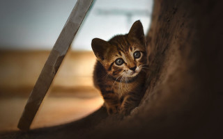 Kitten peeking wall scissors animal - mouth free wallpaper