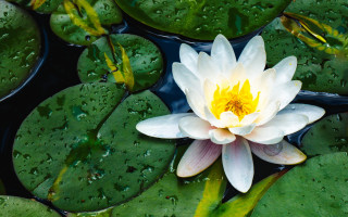 White yellow water lily green - a pond of water free wallpaper